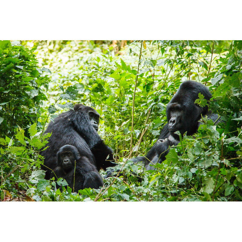 Silverback Gorilla by Ksumano - Wrapped Canvas Print, 61cm H x 91cm W