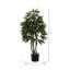 Sapin de feuillage en pot sous le bureau mango