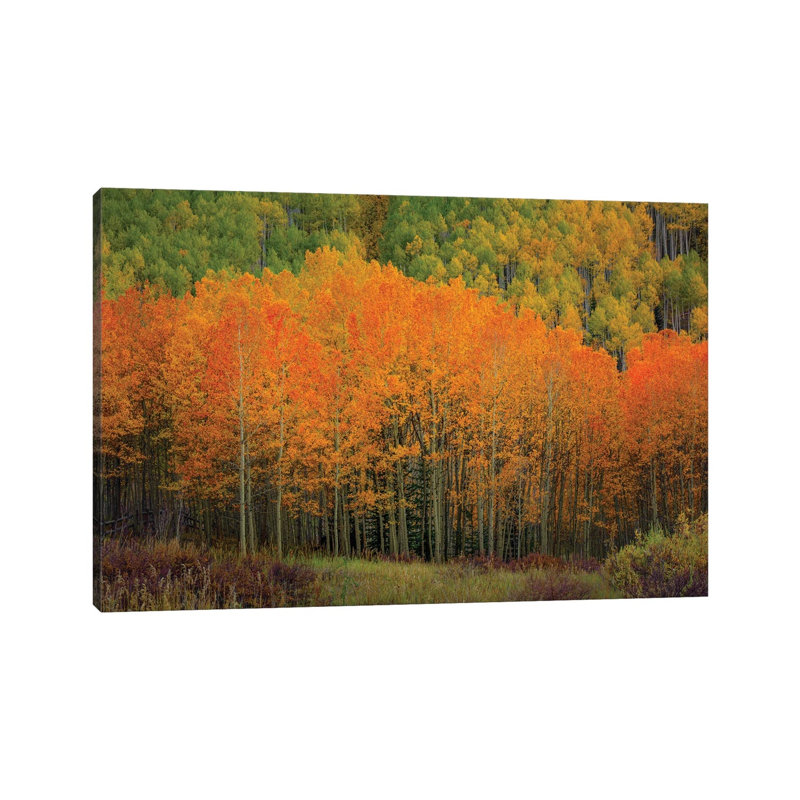The Orange Flames Of Autumn by Bill Sherrell - Wrapped Canvas Print, 66.04 cm H x 45.72 cm W