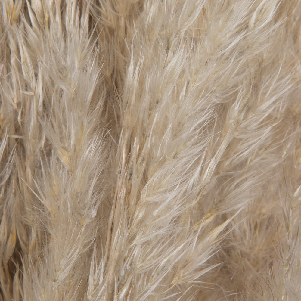 Letcher 46" Pampas Grass