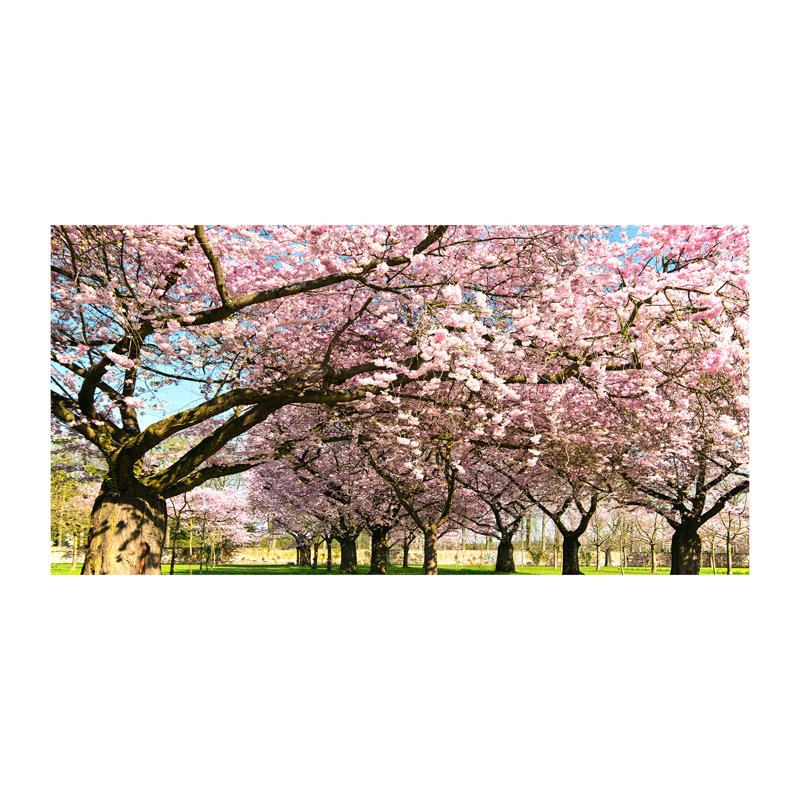 Cherry Trees - Wrapped Canvas Print, Canvas, 50cm H x 100cm W