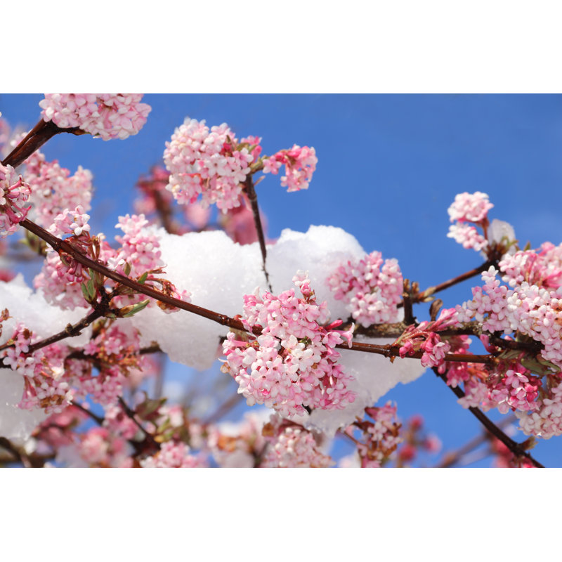 Pink Blossoms With Snow - Wrapped Canvas Print, 20cm H x 30cm W x 3.8cm D