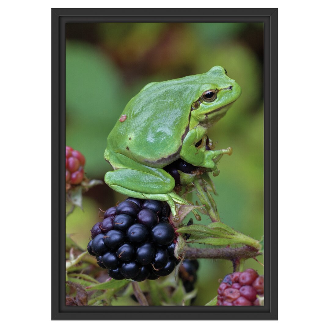 Gerahmtes Wandbild kleiner Frosch auf Brombeerstrauch