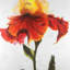«Blossoming Lily Flower», reproduction encadrée avec passe-partout rose | Décoration intérieure