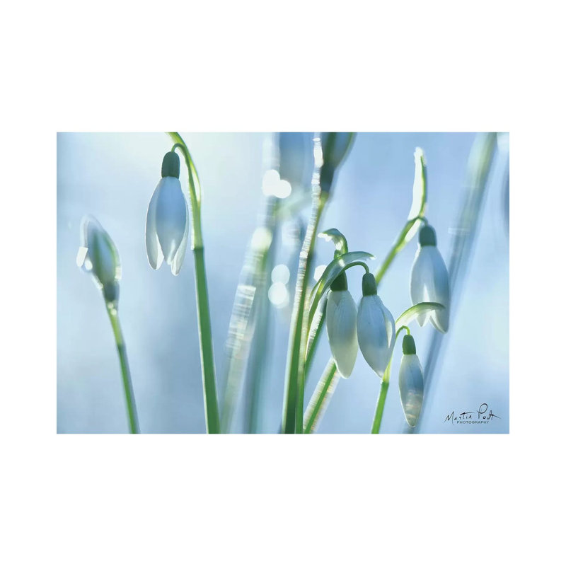 Couple Of Snowdrops by Martin Podt - Wrapped Canvas Print, 20.32 cm H x 30.48 cm W