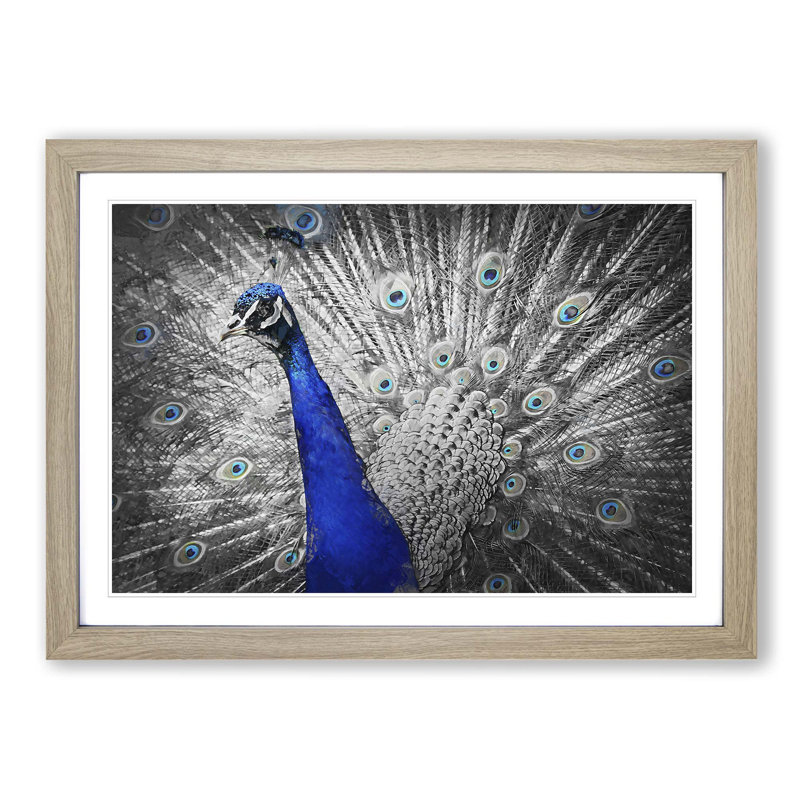 Peacock with Its Feathers Spread - Picture Frame Graphic Art Print on MDF, 48cm H x 65cm W x 2cm D, Oak Framed