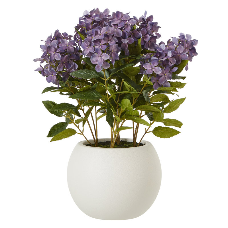 Medium Hydrangea Plant In Pot, Purple