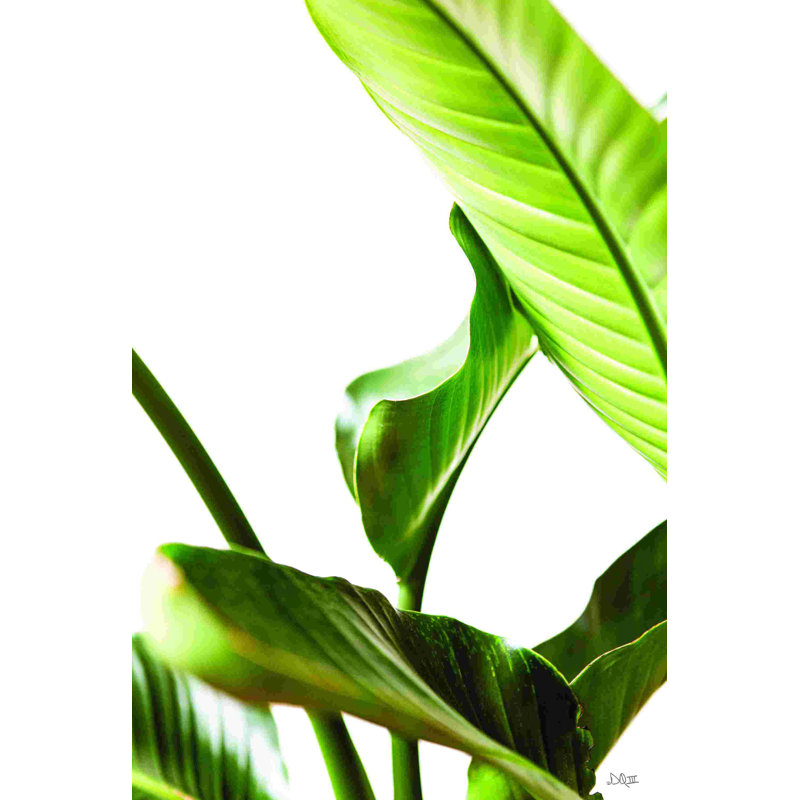 Feuilles de plantes, H 18 po x l 12 po