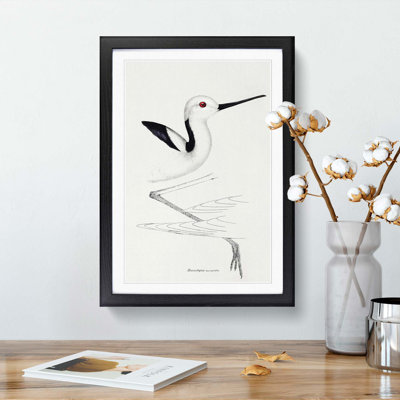 White-Headed Stilt Bird by John Gould - Framed Print