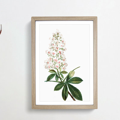 Horse Chestnut Tree Flowers by Pierre-Joseph Redoute - Framed Print