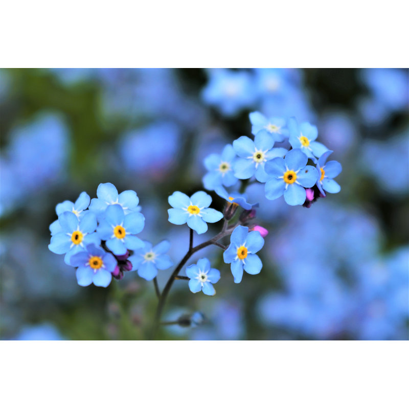 Bright Forget Me Nots by Agnieszka Klimaszewska - Wrapped Canvas Print, 30.48cm H x 45.72cm W