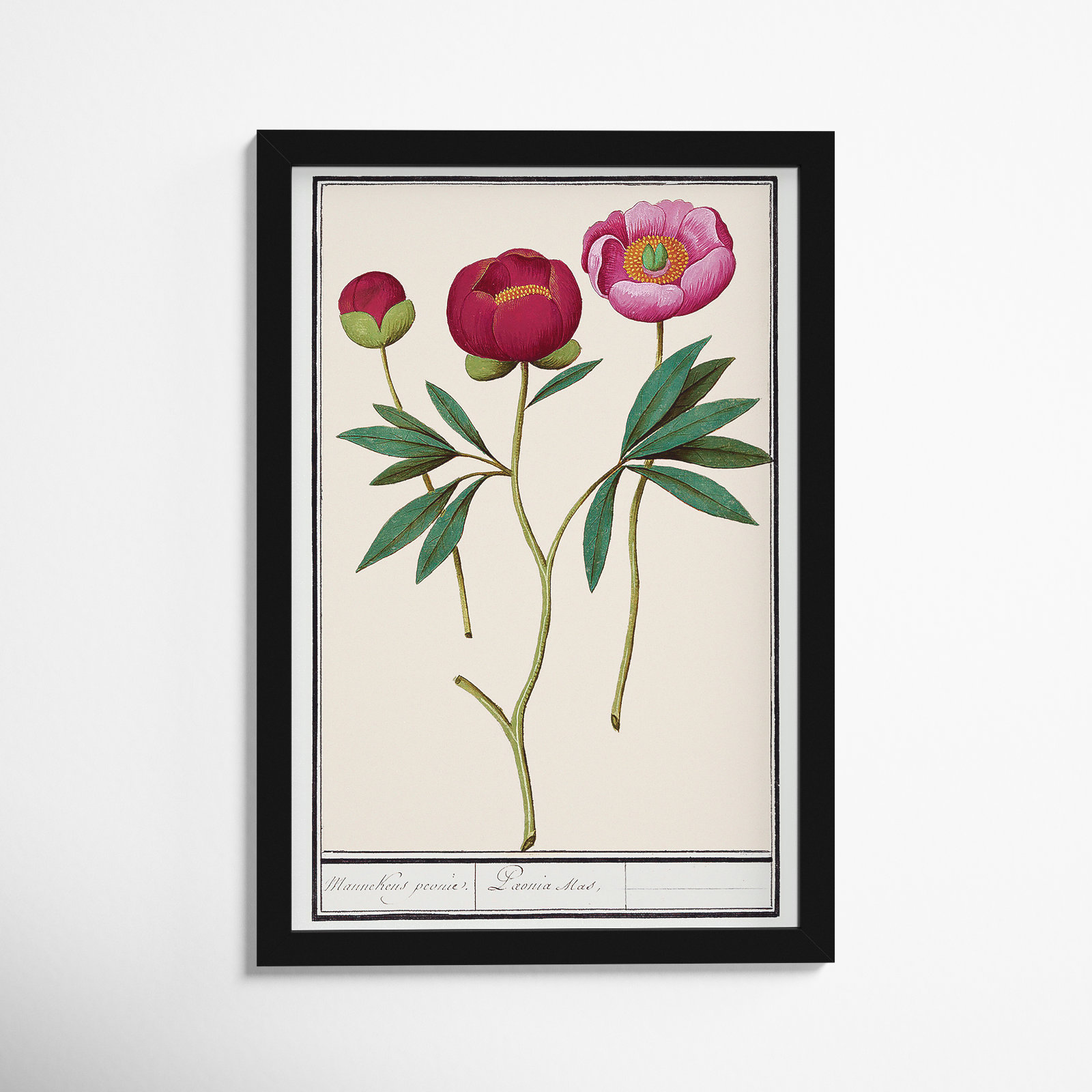 Red and Pink Peony Botanical Study Print, Black, 17" H x 12" W
