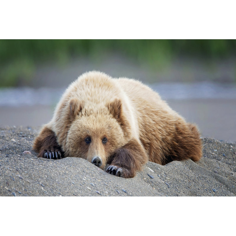 Bear Life X - Wrapped Canvas Print, 61cm H x 91cm W