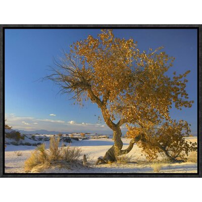 Fremont Cottonwood Tree Single Tree in Desert, Sands National Monument, Chihuahuan Desert New Mexico by Tim Fitzharris Framed Photographic Print on Ca -  Global Gallery, GCF-397179-1216-175