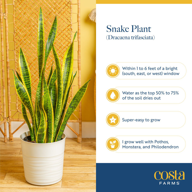 Foliage Snake Plant in Planter