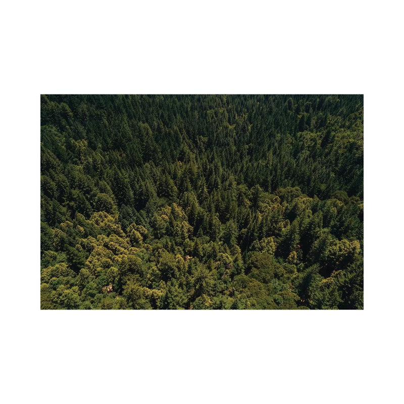 California Redwood Forest II 1 Piece Wall Art on Canvas, 66.04cm H x 101.6cm W x 1.91cm D, Wrapped Canvas