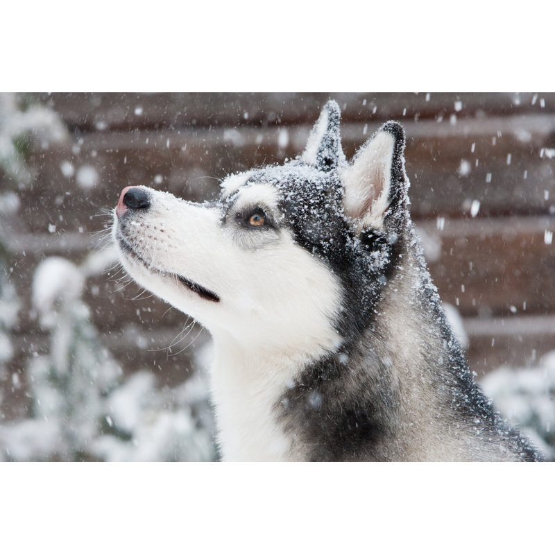 Siberian Husky Puppy by Ebobeldijk - Wrapped Canvas Print, 30cm H x 46cm W