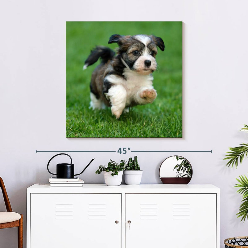 Chiot bichon havanais Crowle