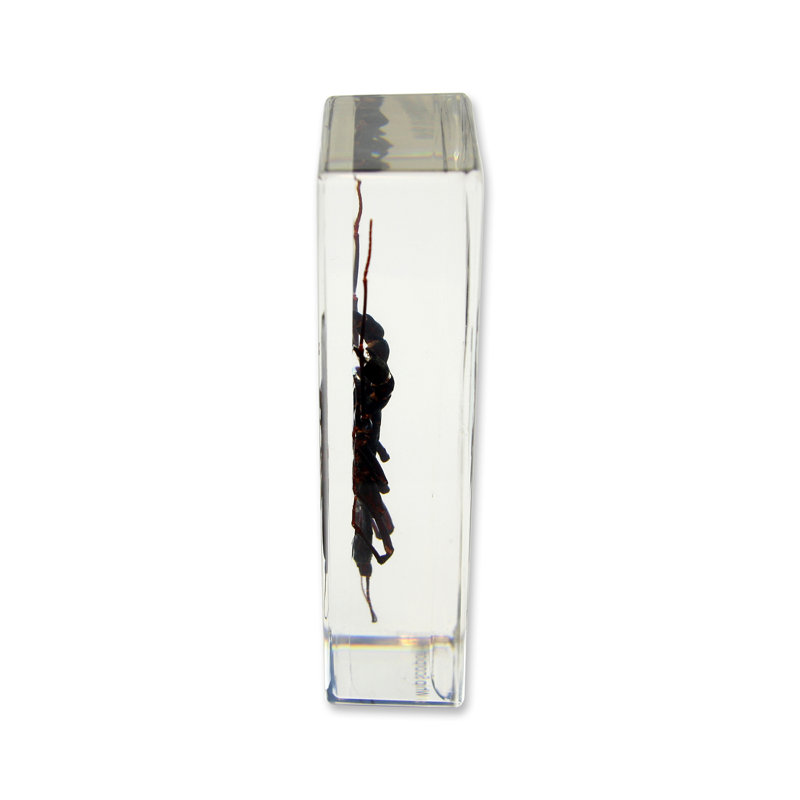 Presse-papier Scorpion ranstead whip