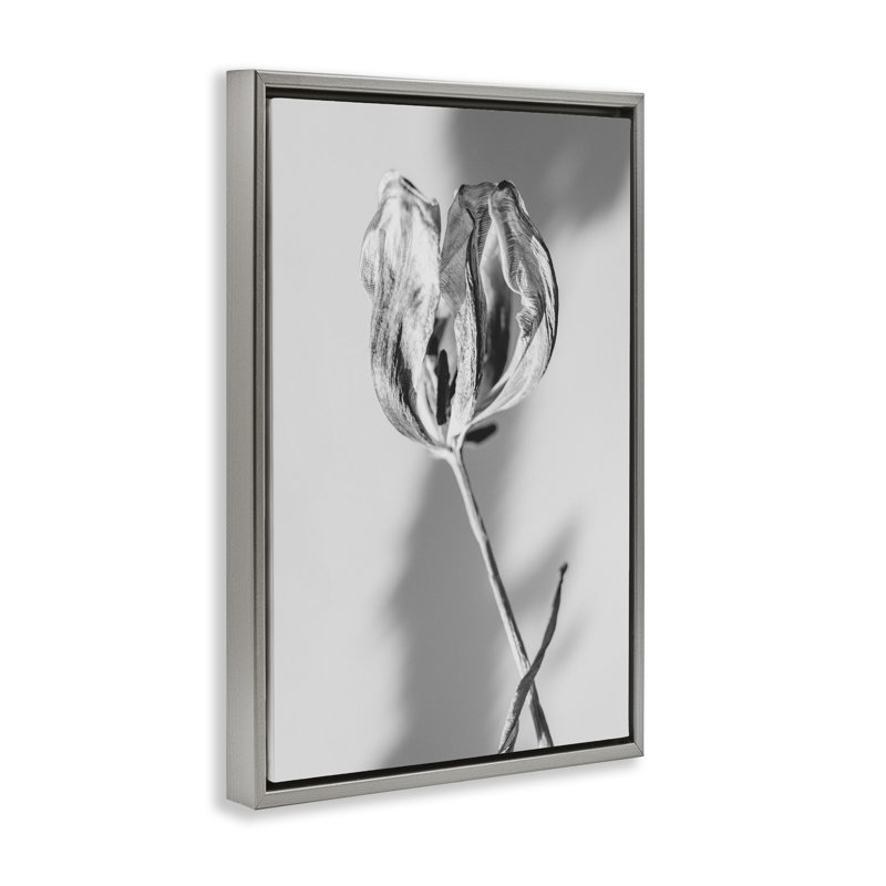 Cadre flottant Pale Requiem Tulip, design par Amy Carroll, H 31 po x l 21 po, Cadre flottant gris lustré