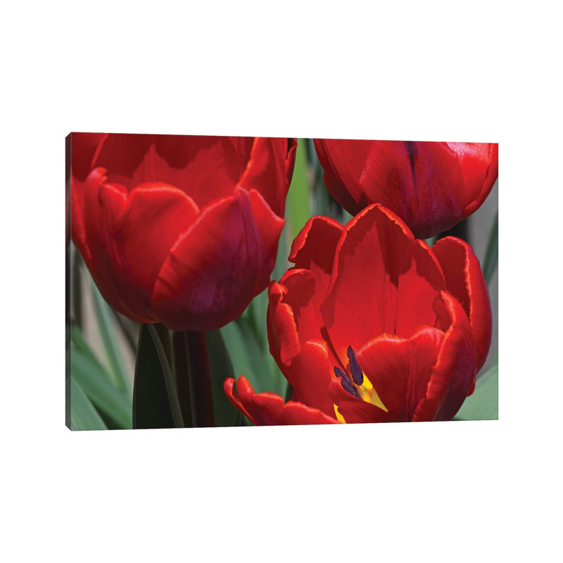 Tulips by Brian Wolf - Wrapped Canvas Print, 20.32cm H x 30.48cm W x 1.91cm D