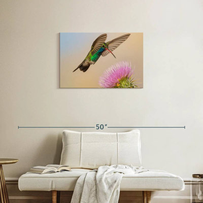 Colibri et fleur de chardon