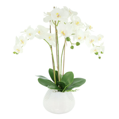 Orchids Arrangement in Vase