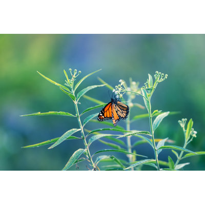 Orange Tropical Butterfly - Wrapped Canvas Print