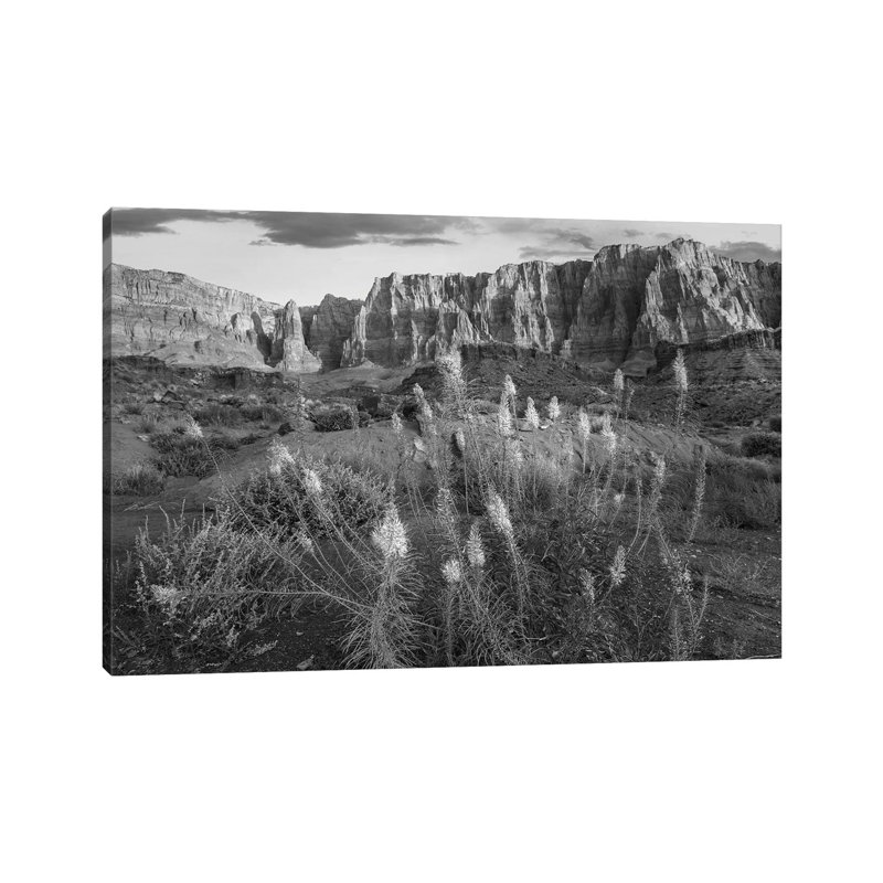 Miner's Candle Flowers in Desert, Cathedral Wash, Vermilion Cliffs National Monument, Arizona 1 Piece Wrapped Canvas Wall Art
