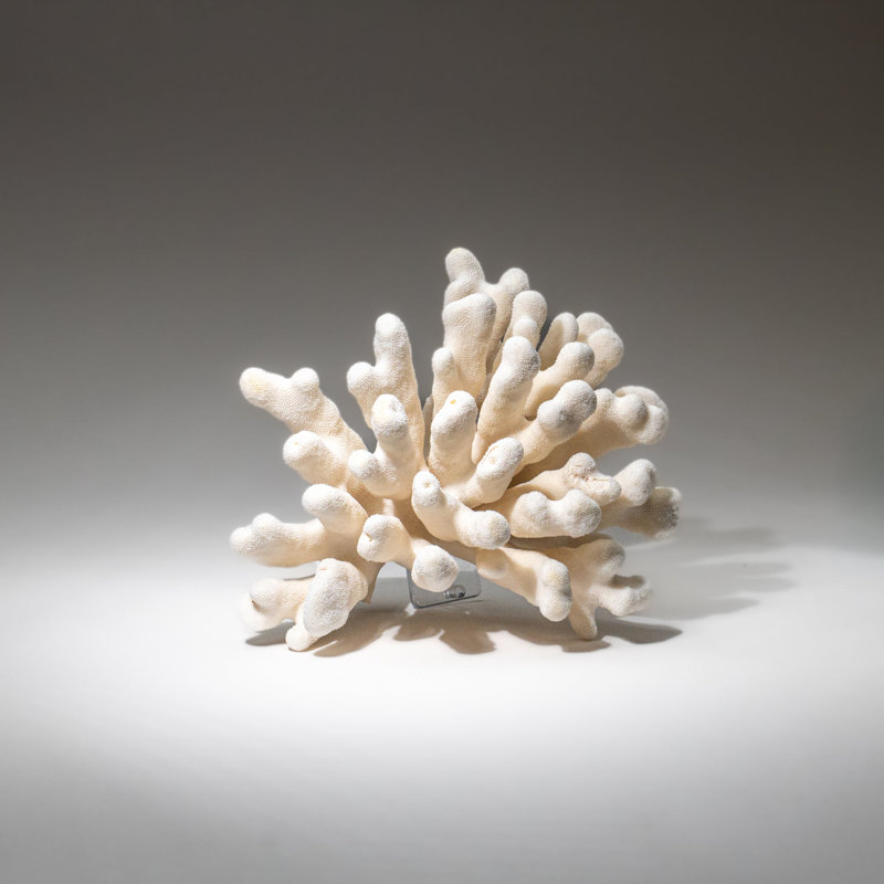 Véritable patte de chat blanc corail (5 lb)
