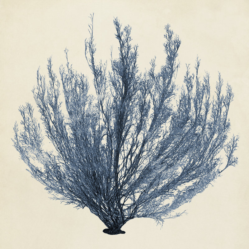 Coastal Seaweed III by Vision Studio - Wrapped Canvas Painting, 30cm H x 30cm W