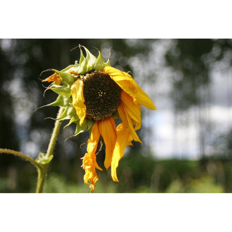Sunflower by 5xinc - Wrapped Canvas Print, 51cm H x 76cm W