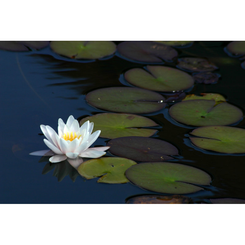 Lotus by Nullplus - Wrapped Canvas Print, 51cm H x 76cm W