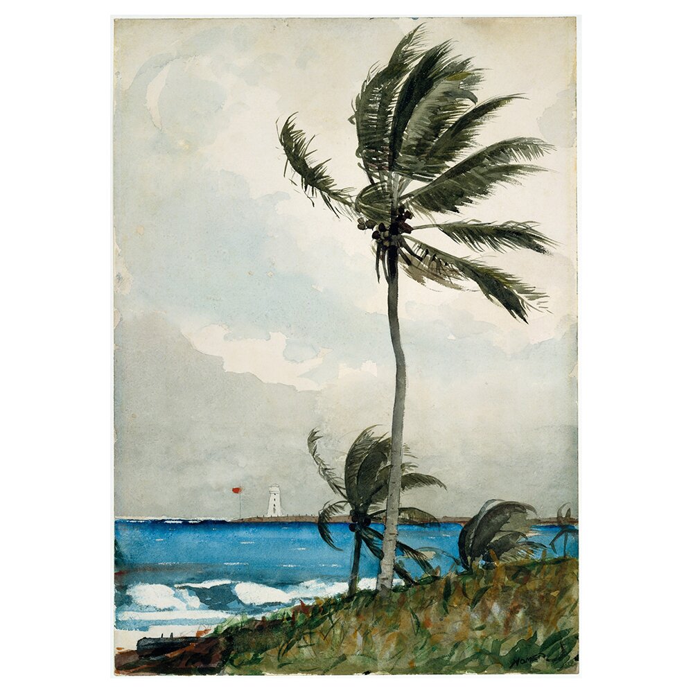 Leinwandbild Palme, Nassau von Winslow Homer