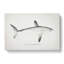 Illustration Of A Porbeagle Shark by F.E. Clarke - Wrapped Canvas Painting-55360088