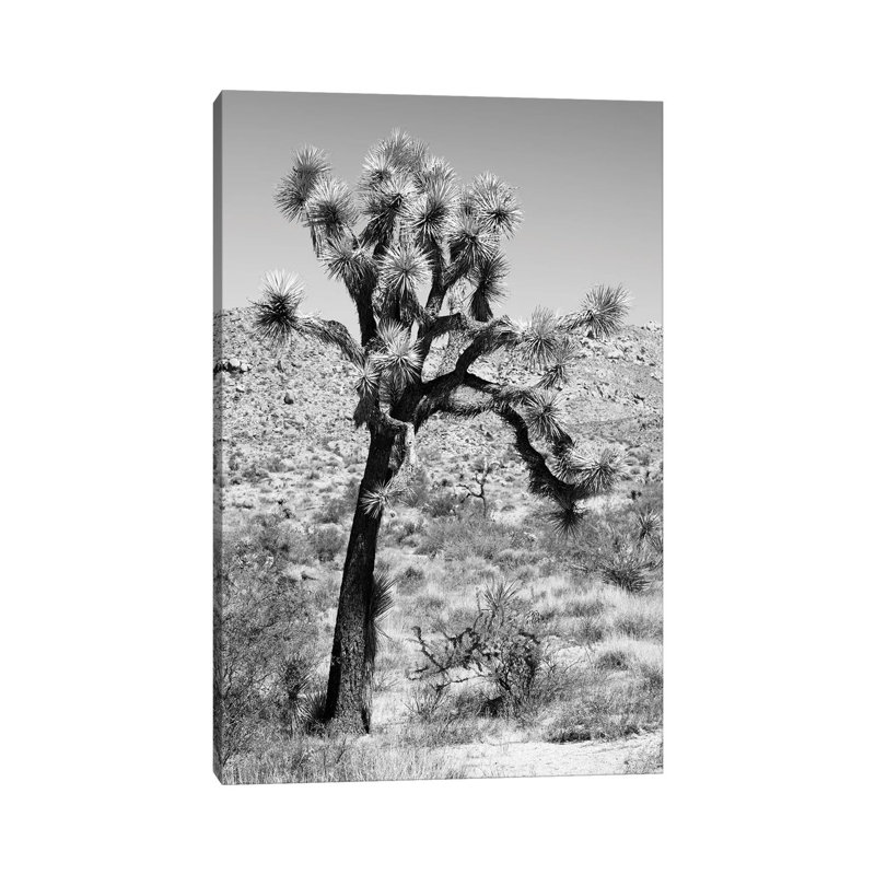 Joshua Trees Desert II by Philippe Hugonnard - Wrapped Canvas Print, 30.48 cm H x 45.72 cm W