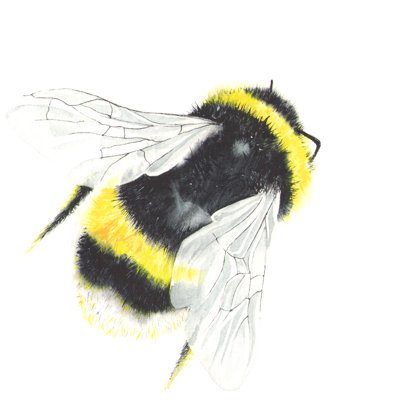 Watercolour Bee Isolated - Wrapped Canvas Painting