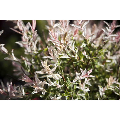 Salix Integra - photographie sur toile tendue