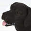 Élégant banc pour chien noir mat MGO - aucun assemblage requis