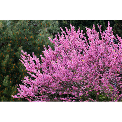 " Redbud Trees " by Aquatarkus