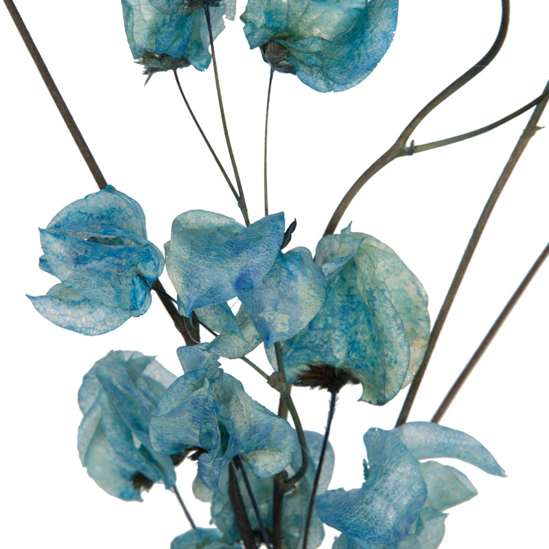 Preserved Cara Blossom Arrangement, Light Blue