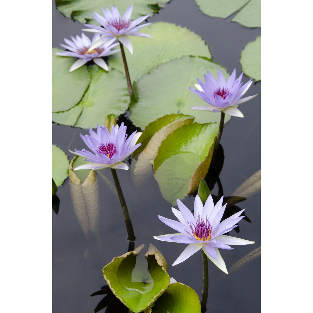 Leinwandbild Water Lily Flowers VII von Laura Denardo