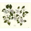 Plants & Flowers Print