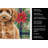 Miniature Apricot Poodle Christmas PoinsettIas Kitchen Towel-2080584112