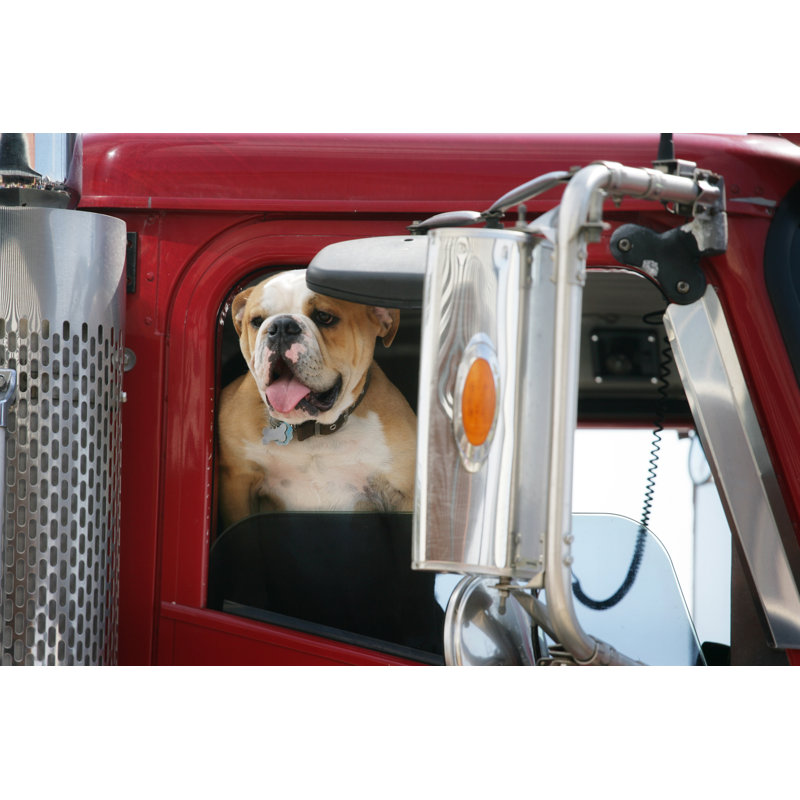 Bulldog dans un gros camion par Parkerdeen, H 20 po x l 30 po