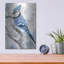 «Blue Jay 2» par Stellar Design Studio-1501898780