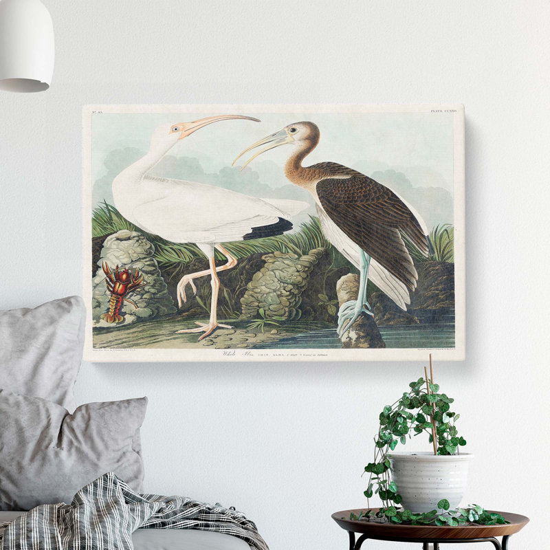 White Ibis Bird and Lobster by John Audubon - Wrapped Canvas, 35cm H x 50cm W x 3cm D