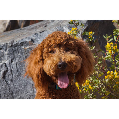 «Labradoodle In A Desert Garden» par Zandria Muench Beraldo (24 x 18) NA02ZMU1334