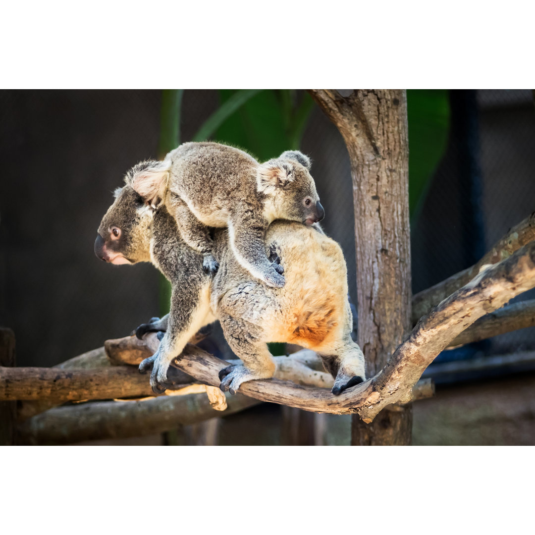 Koala Bear by Appfind - Wrapped Canvas Photograph