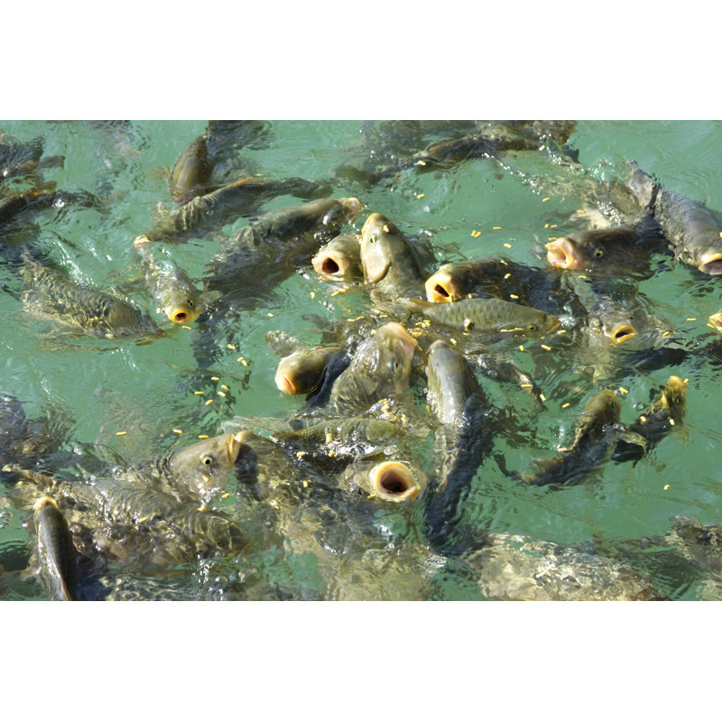 Feeding The Fishes - Wrapped Canvas Print, 81cm H x 122cm W x 3.8cm D